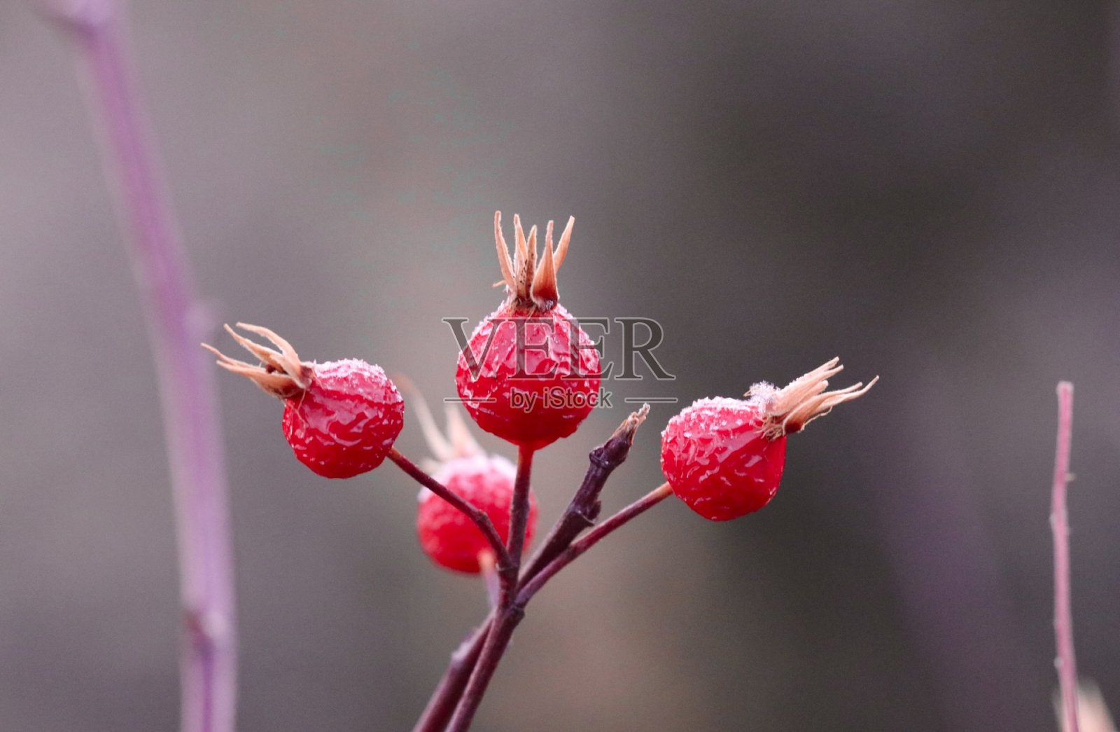 玫瑰果照片摄影图片