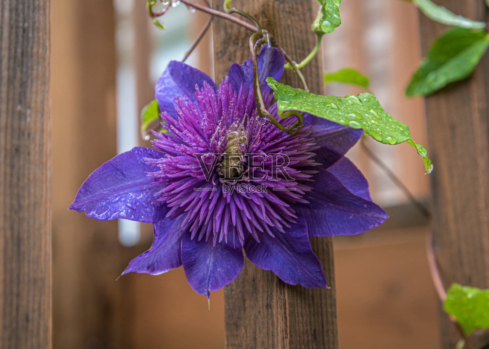蓝色的铁线莲照片摄影图片