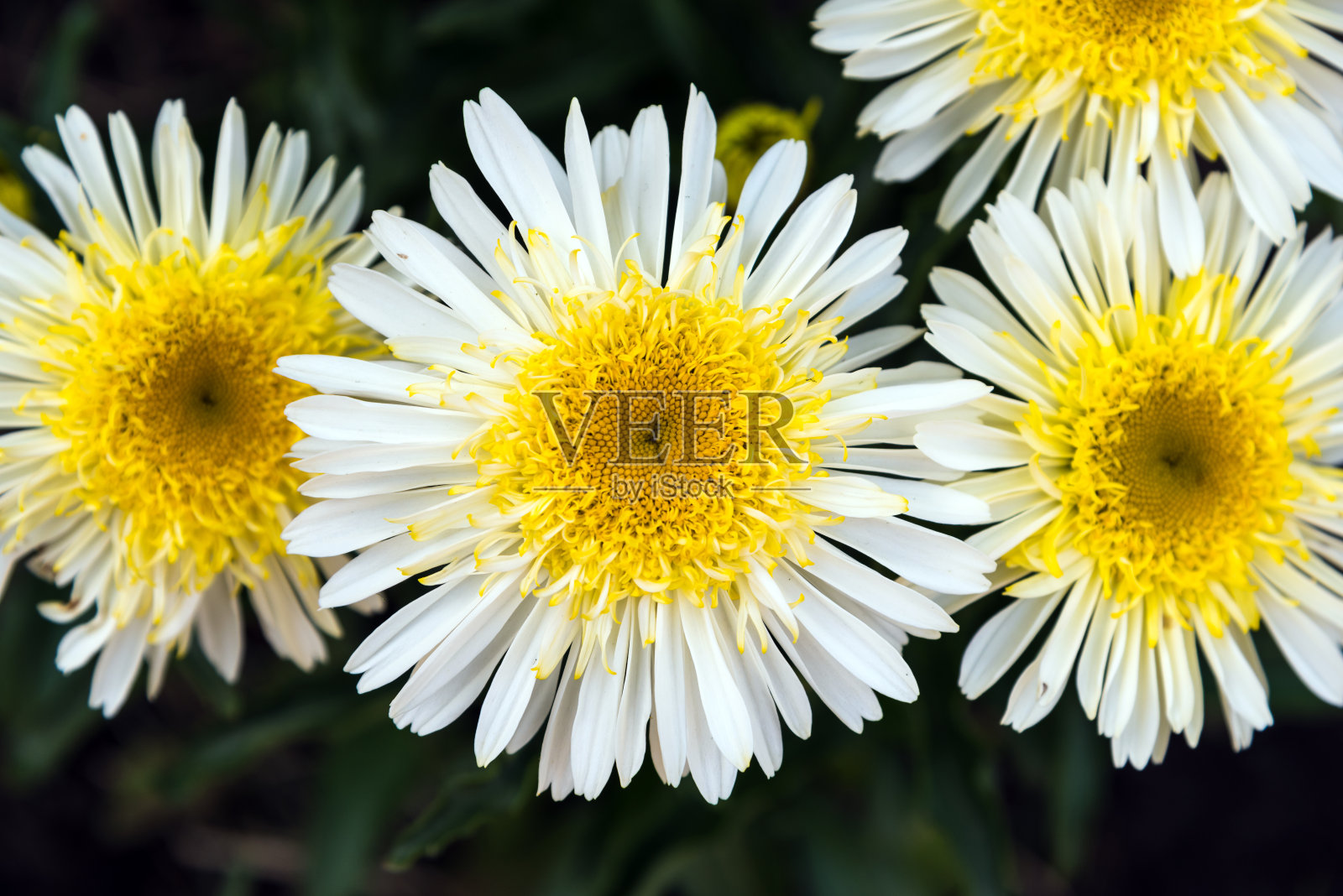 沙士达山黛西照片摄影图片