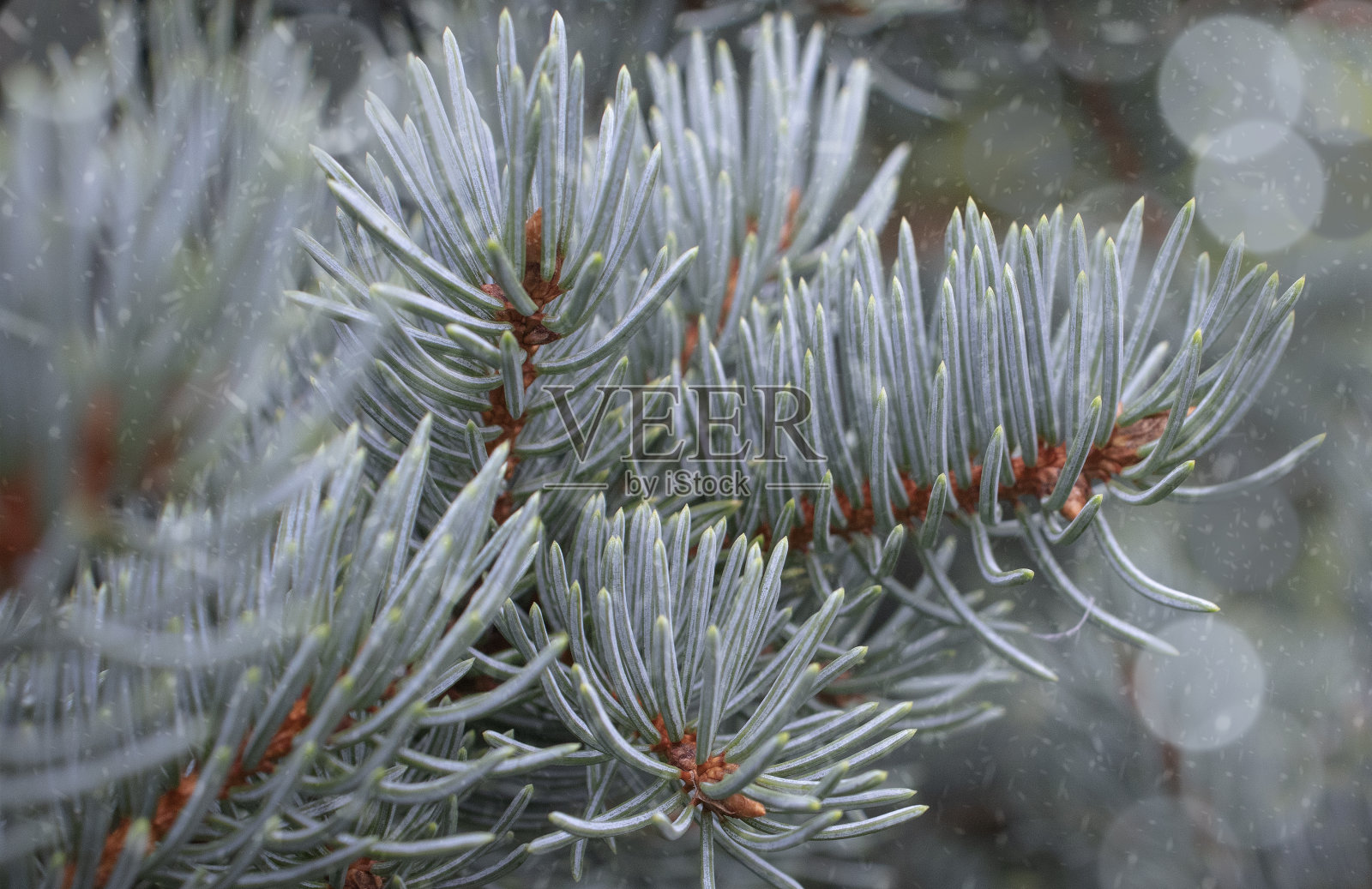 圣诞背景与圣诞树的树枝照片摄影图片