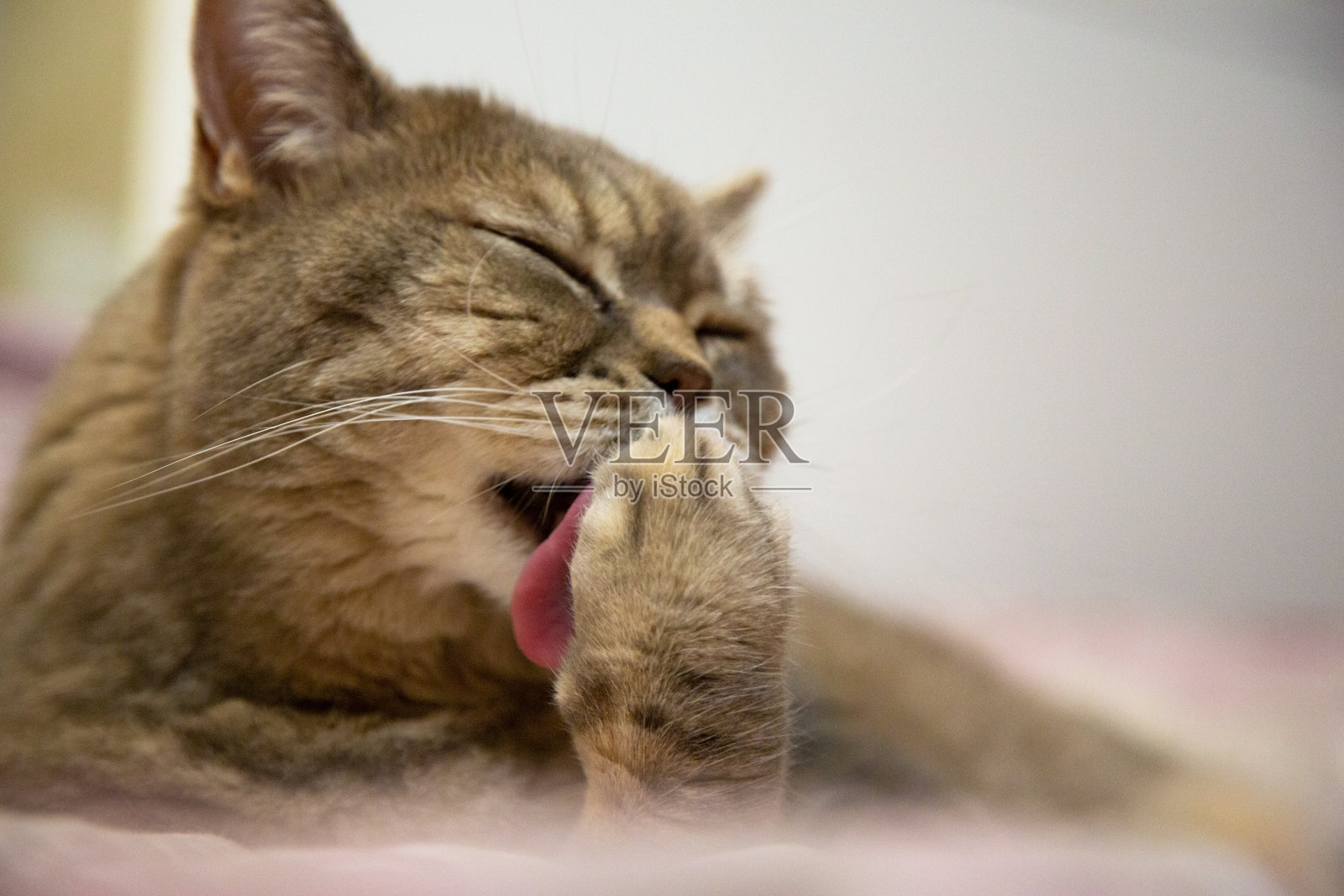 猫舒服地在家里的床上洗澡，家猫躺在床上，自信地对着镜头摆姿势。散发出自信和冷静照片摄影图片