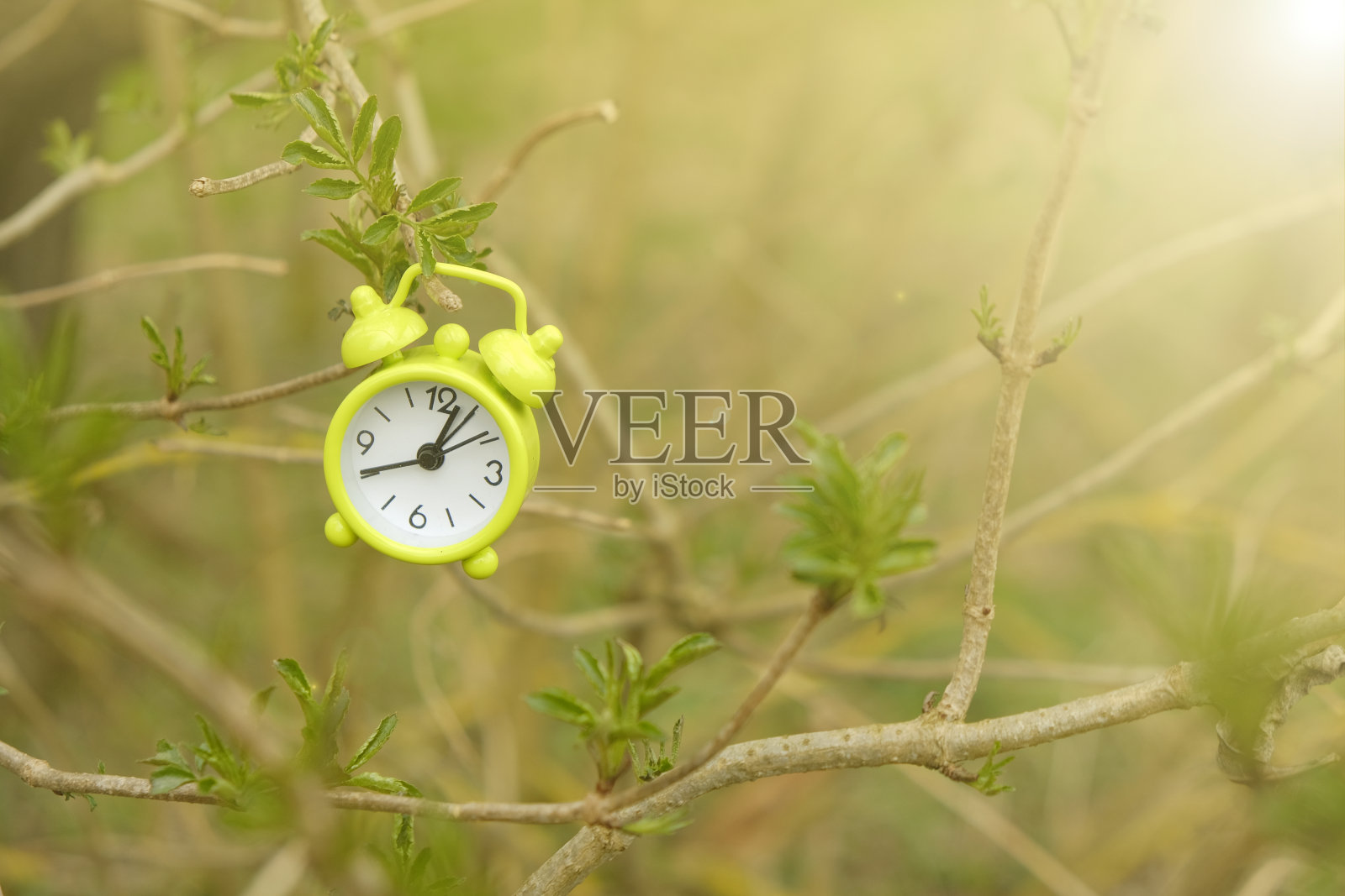 春天的时间。闹钟在树枝上绿色的第一片叶子在阳光的射线在春天的森林。春天的季节。自然觉醒时间照片摄影图片