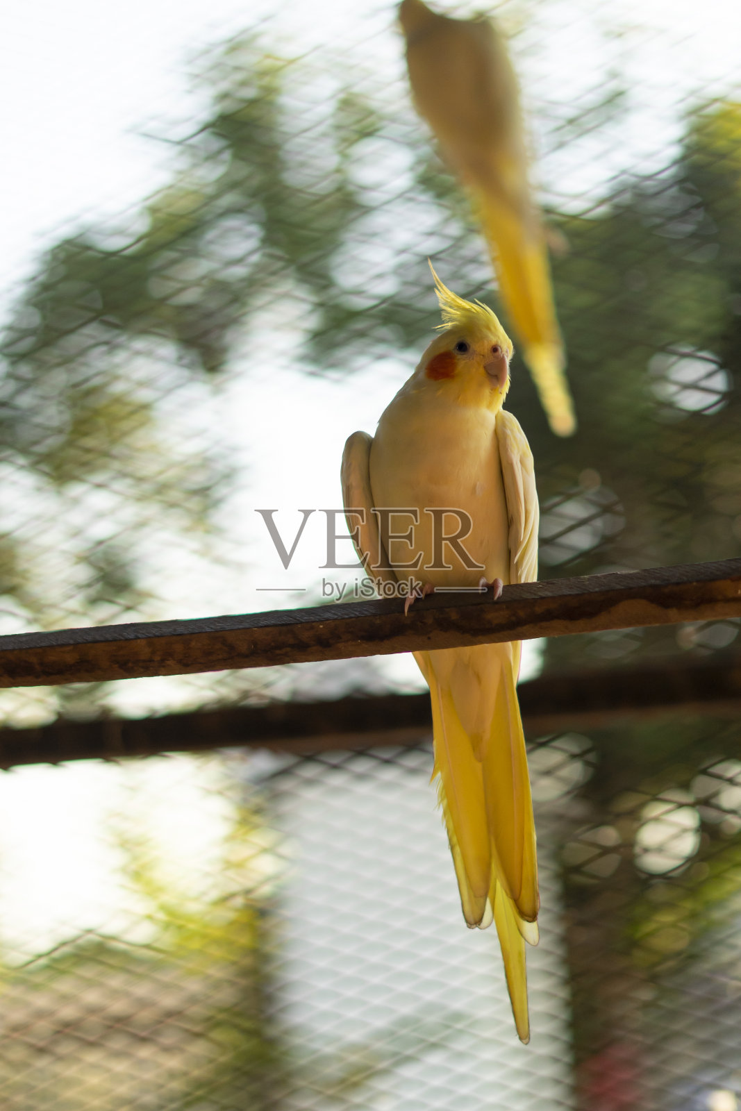 可爱好奇的年轻肉桂鹦鹉特写照片摄影图片