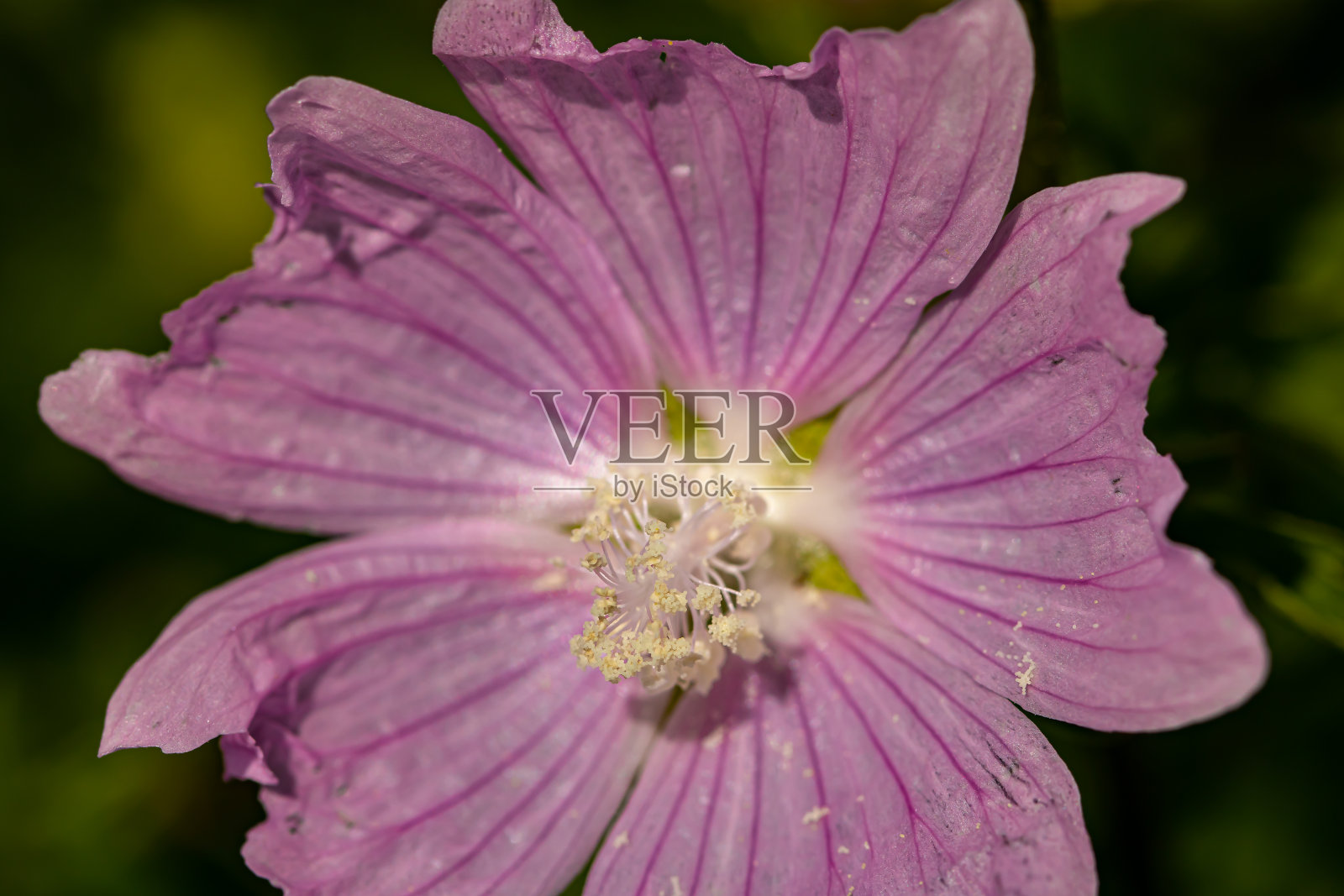 在草地上生长的紫薇花，特写照片摄影图片