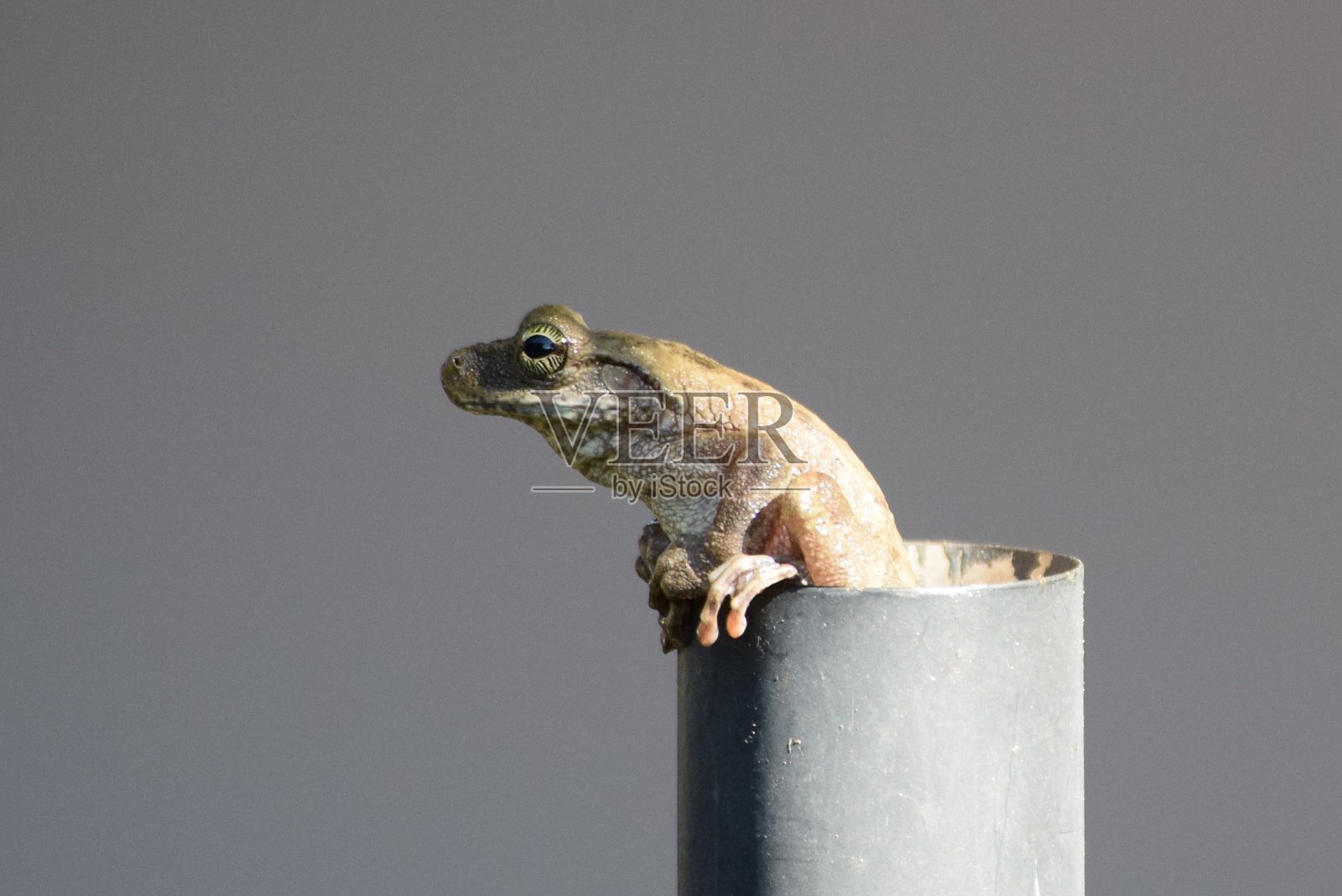 树蛙照片摄影图片