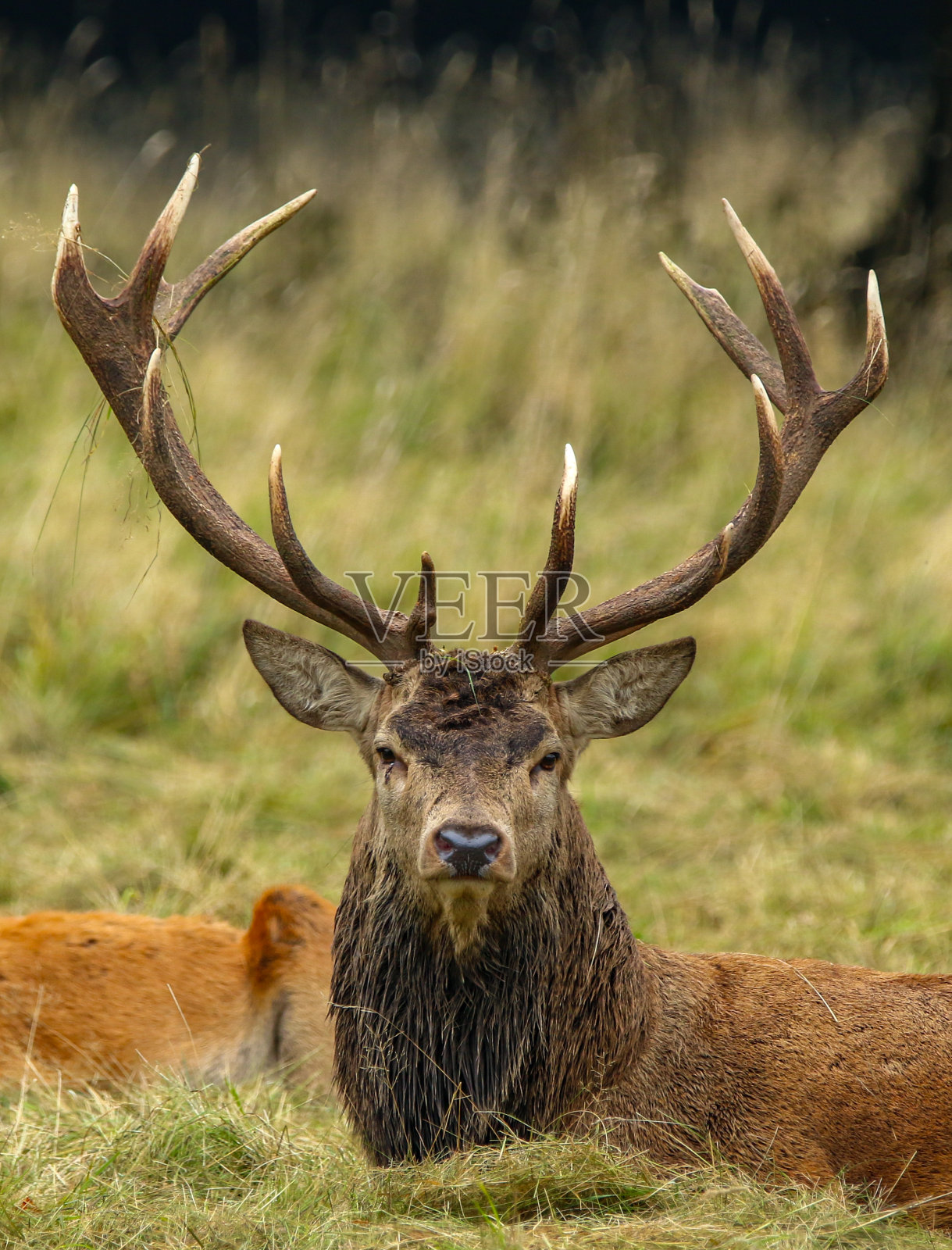 坐在鹿照片摄影图片