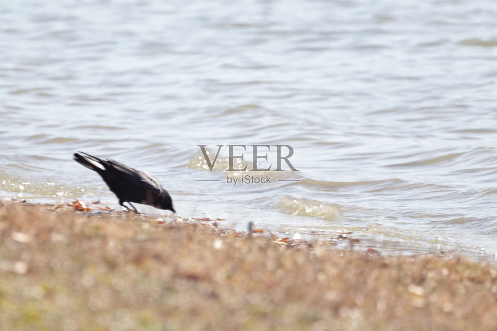 乌鸦喝水照片摄影图片