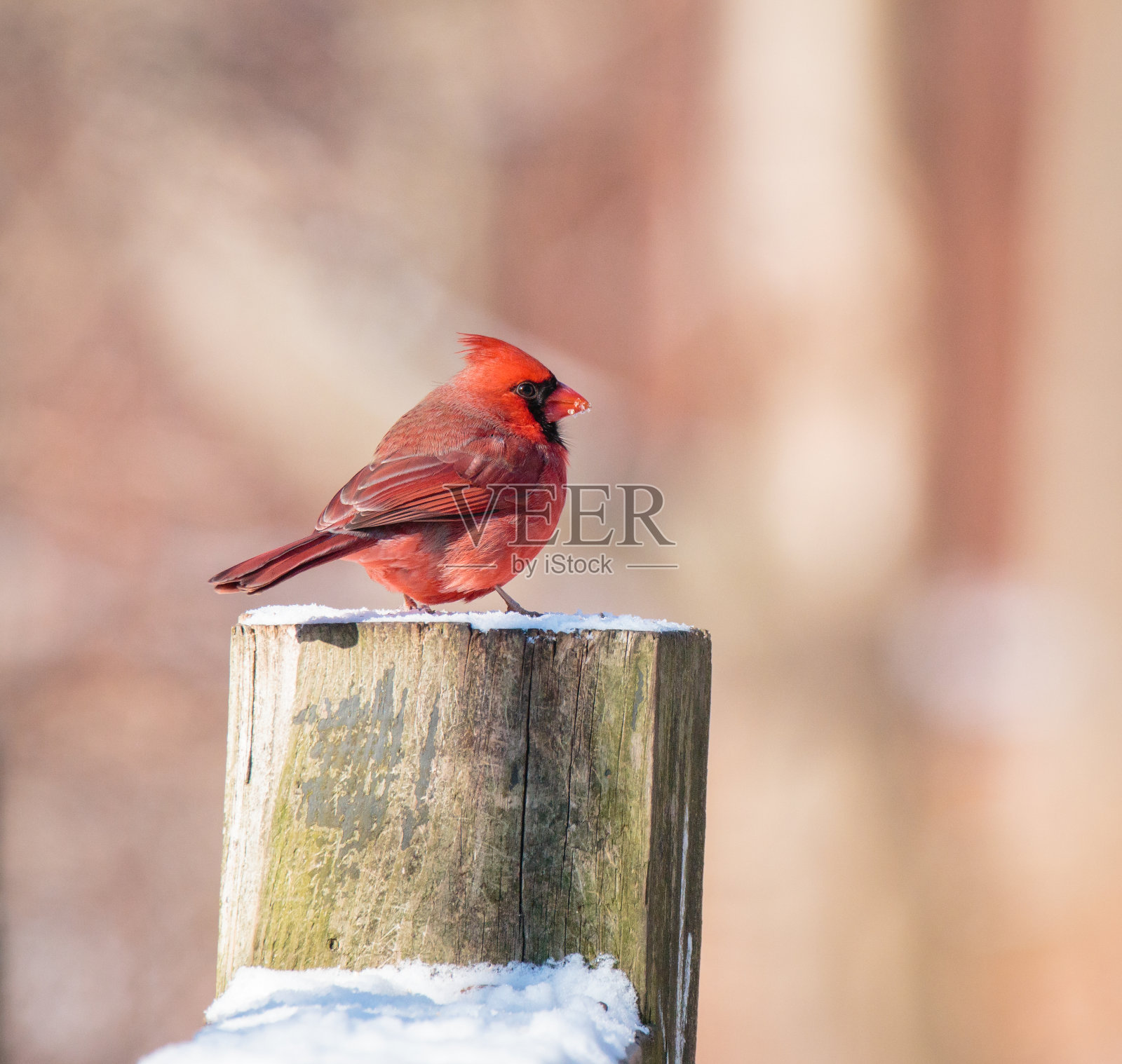 红衣凤头鸟照片摄影图片