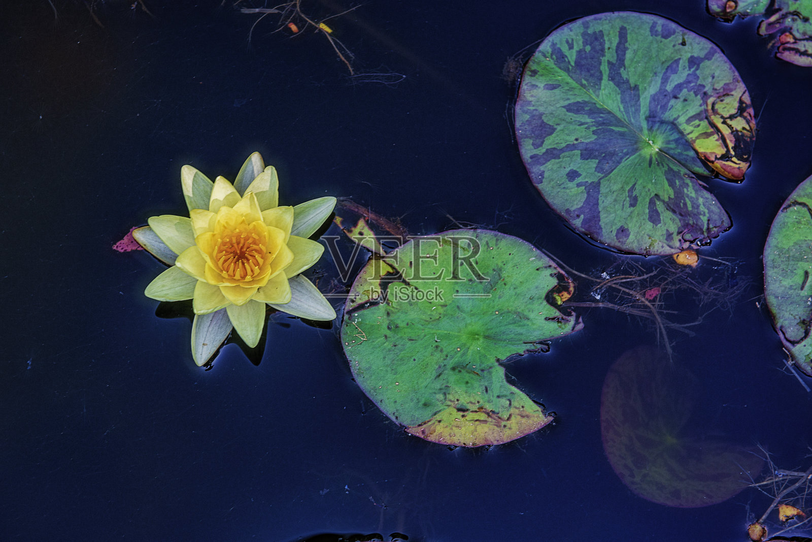 Louts花和睡莲叶照片摄影图片