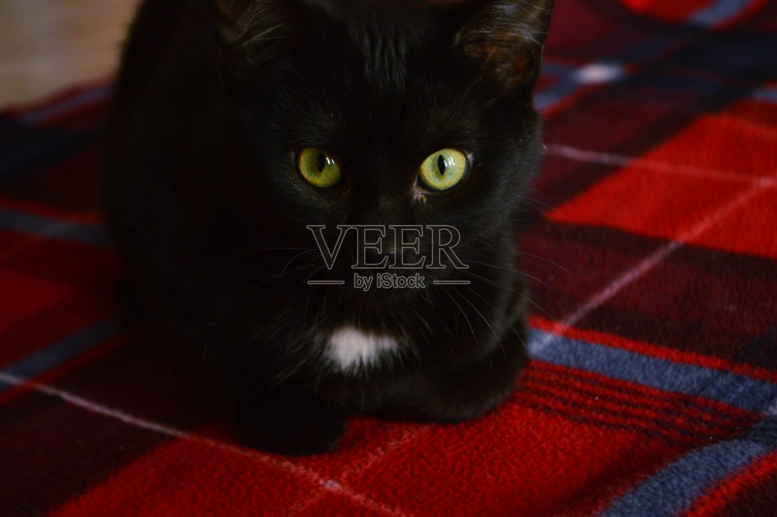 红毯上的黑猫肖像照片摄影图片