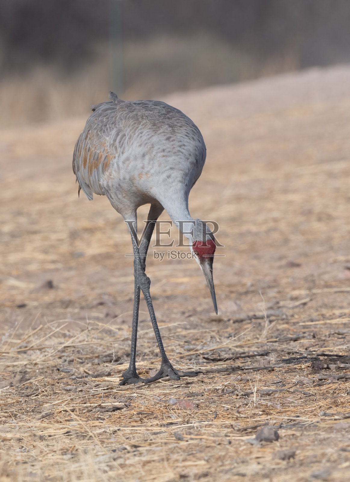 沙丘鹤走近了照片摄影图片