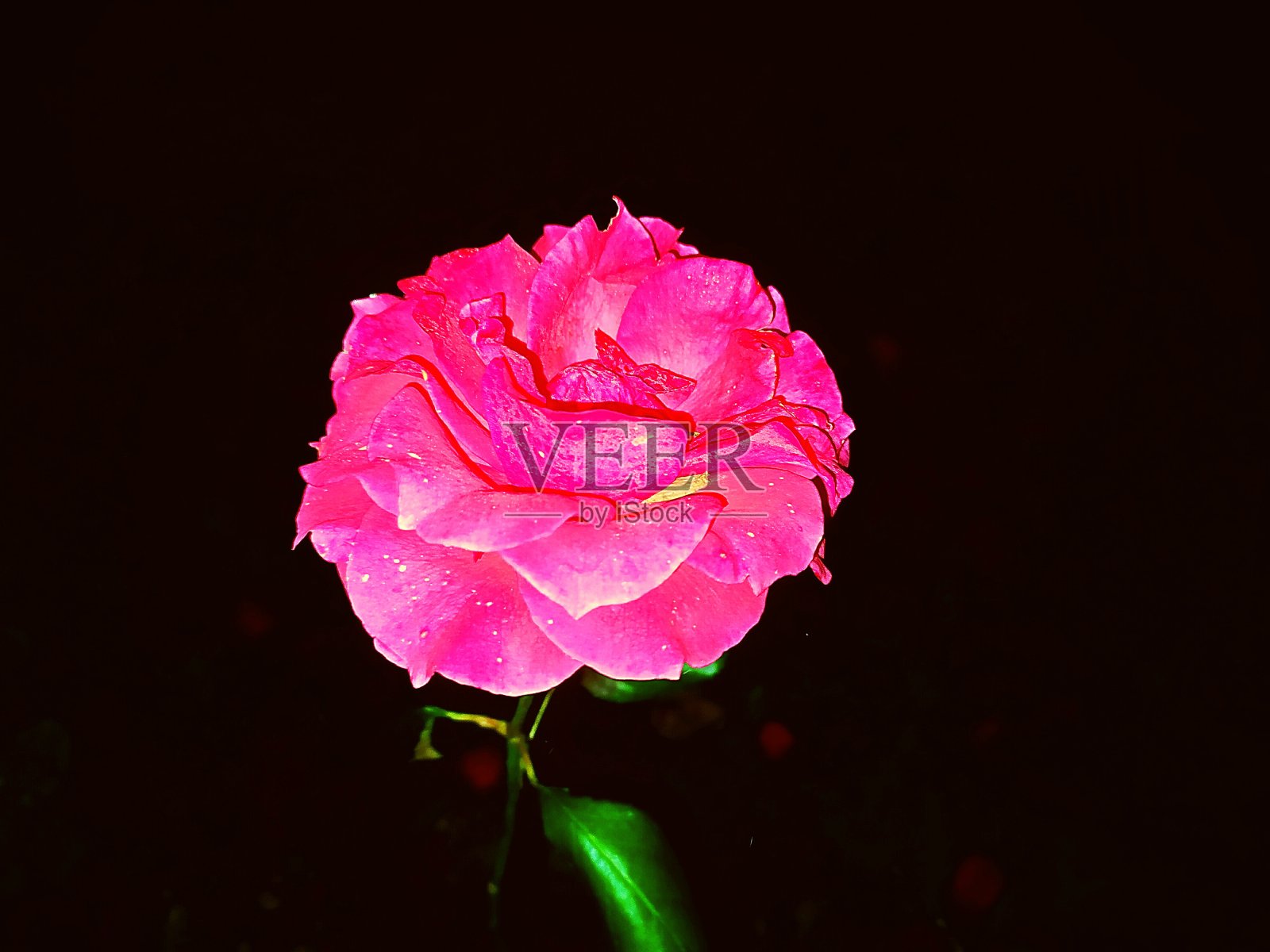 美丽的玫瑰照片摄影图片