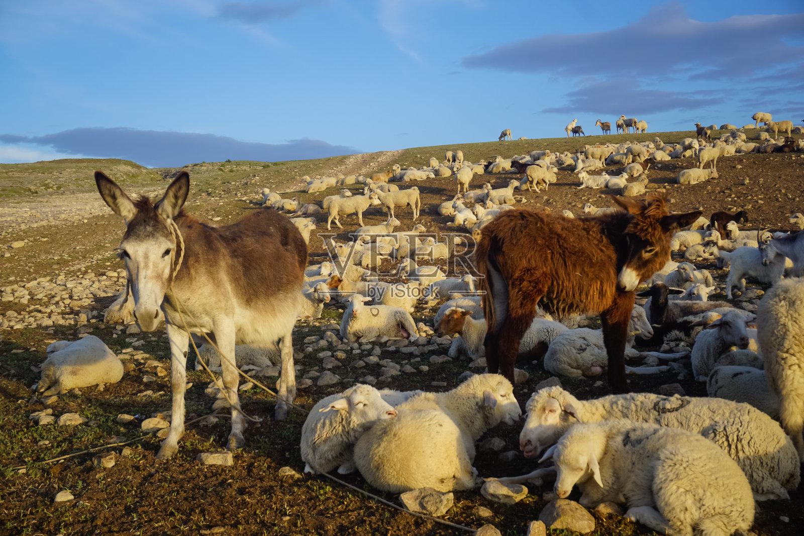 达吉斯坦一群绵羊中的一头驴照片摄影图片