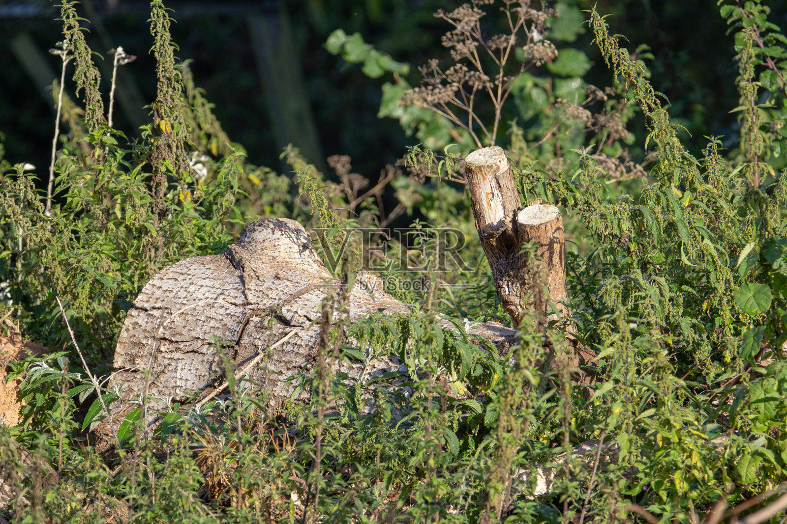 旧的减少日志照片摄影图片