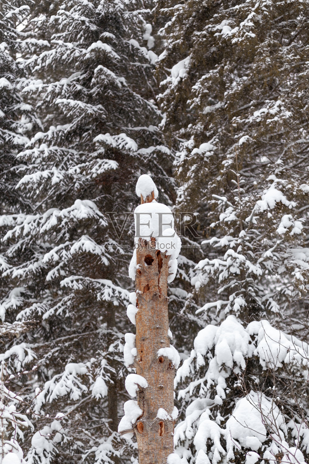 冬天的道路在白雪覆盖的森林里，高大的树木沿着道路。照片摄影图片