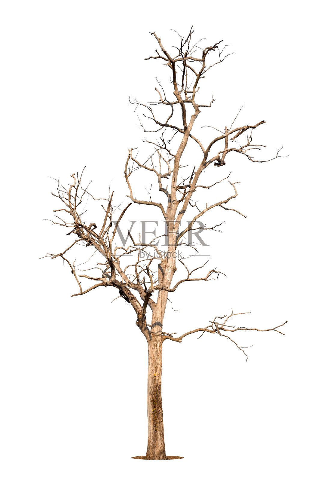 死树隔离照片摄影图片