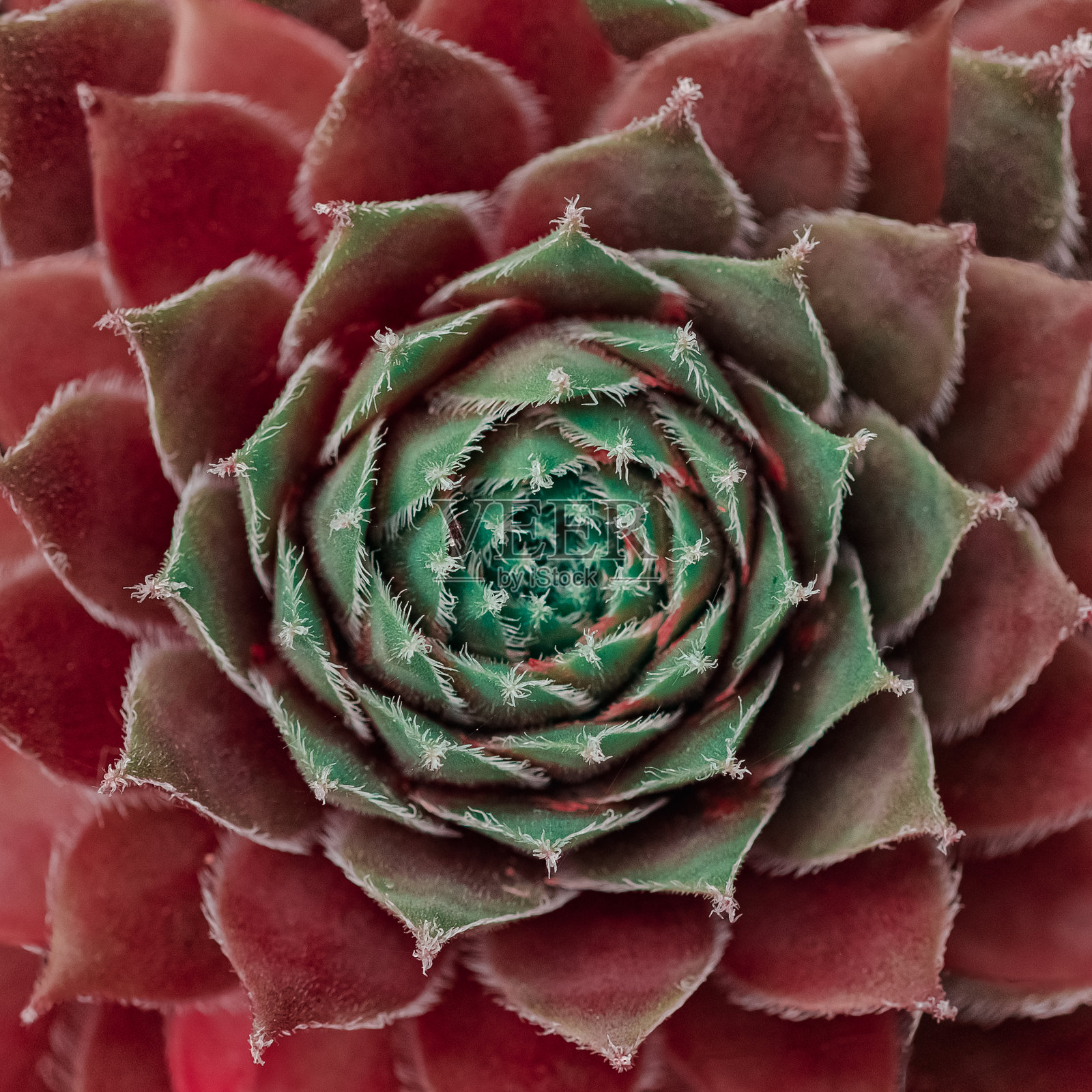 多汁的照片摄影图片