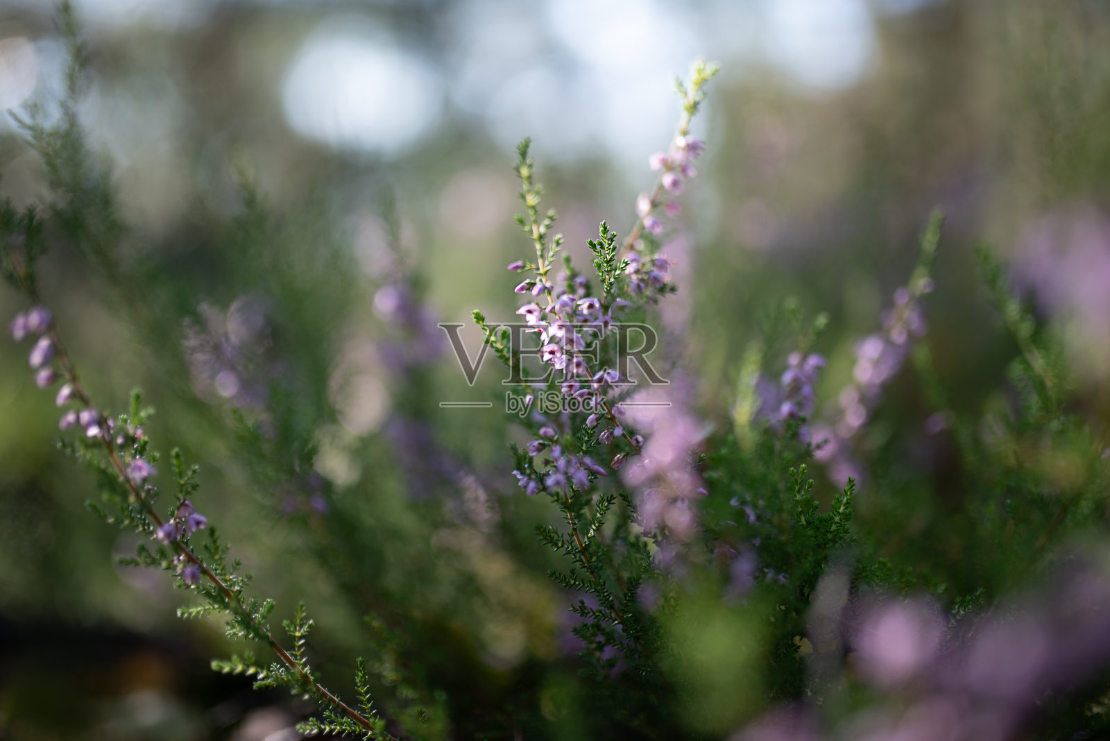 粉红色紫色石南花靠近照片摄影图片