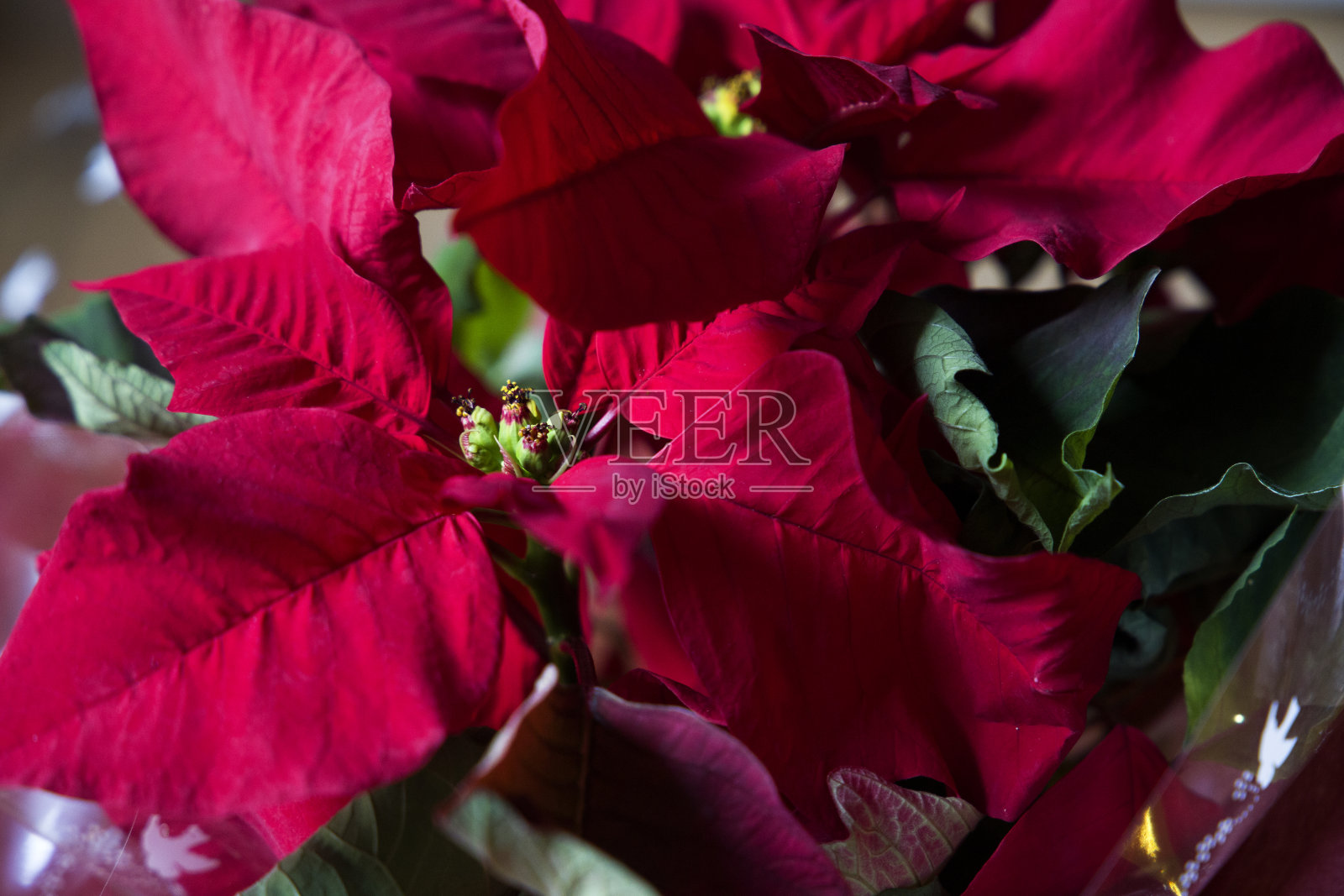 靠近的一品红叶子照片摄影图片