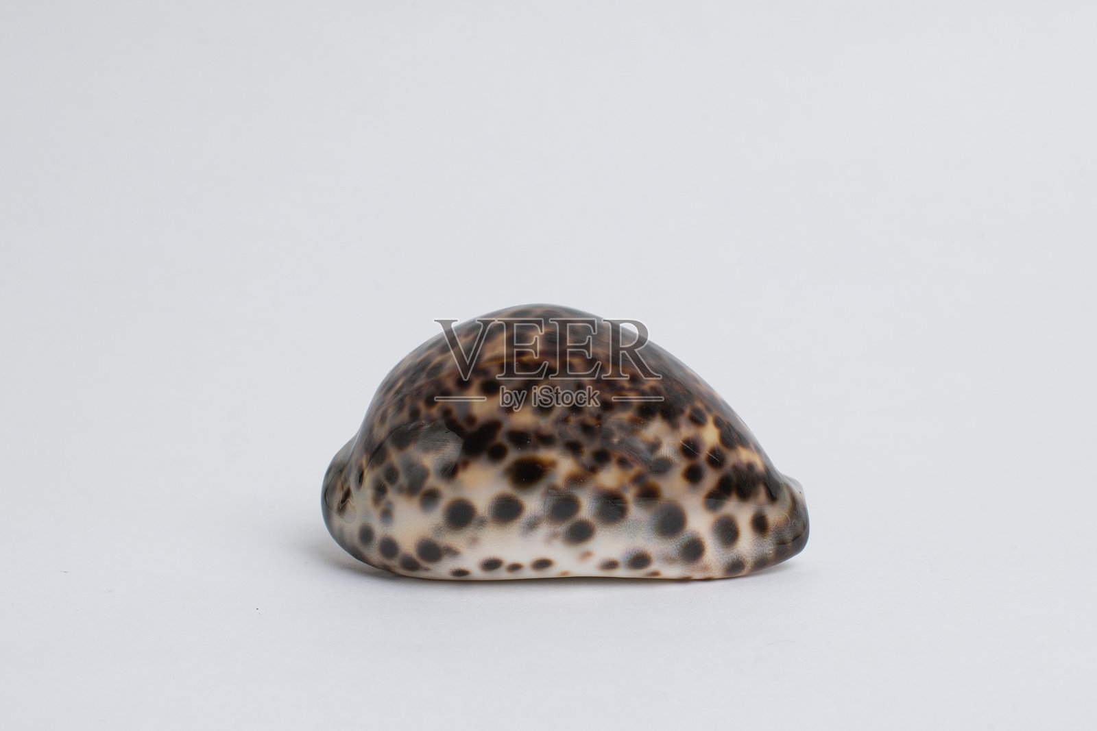 白色背景上的贝壳照片摄影图片