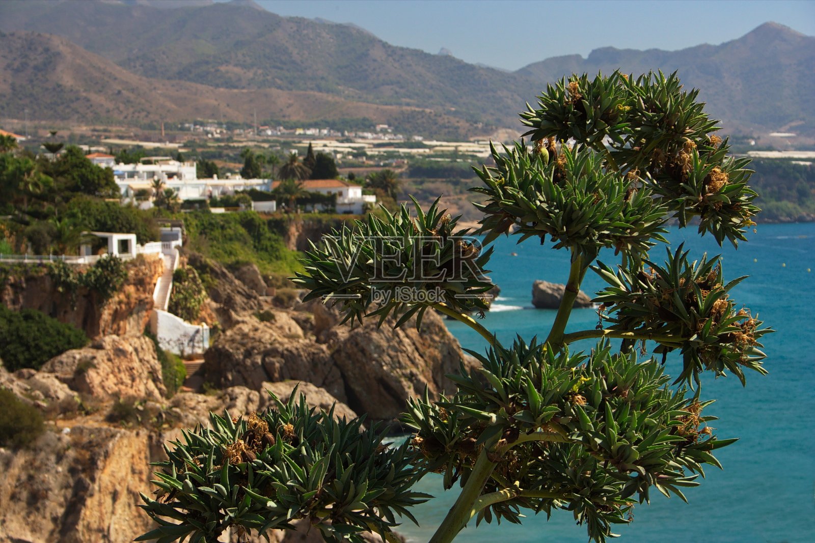 龙舌兰植物在Balcon de Europa在安达卢西亚的Nerja，西班牙，欧洲照片摄影图片