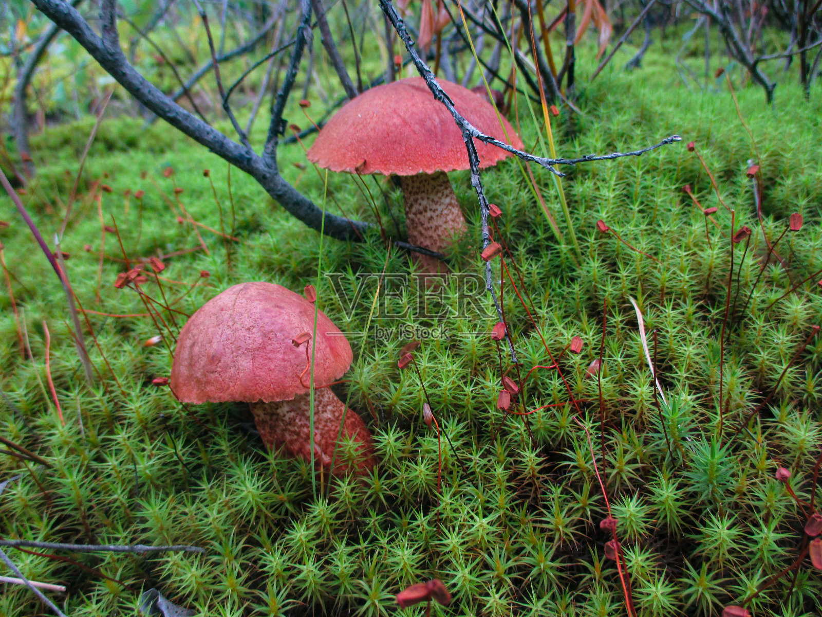蘑菇照片摄影图片
