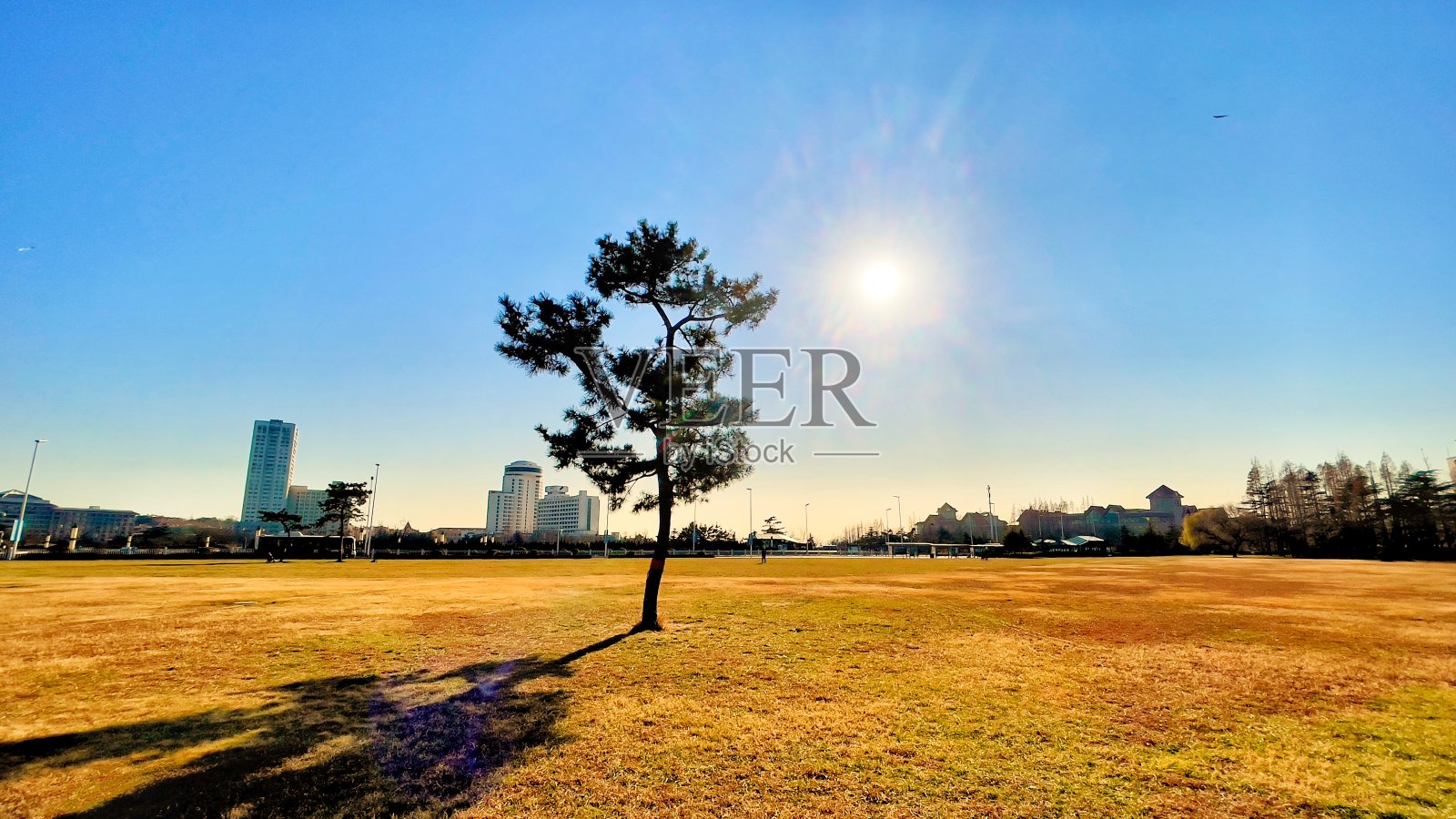 汇泉广场的树照片摄影图片