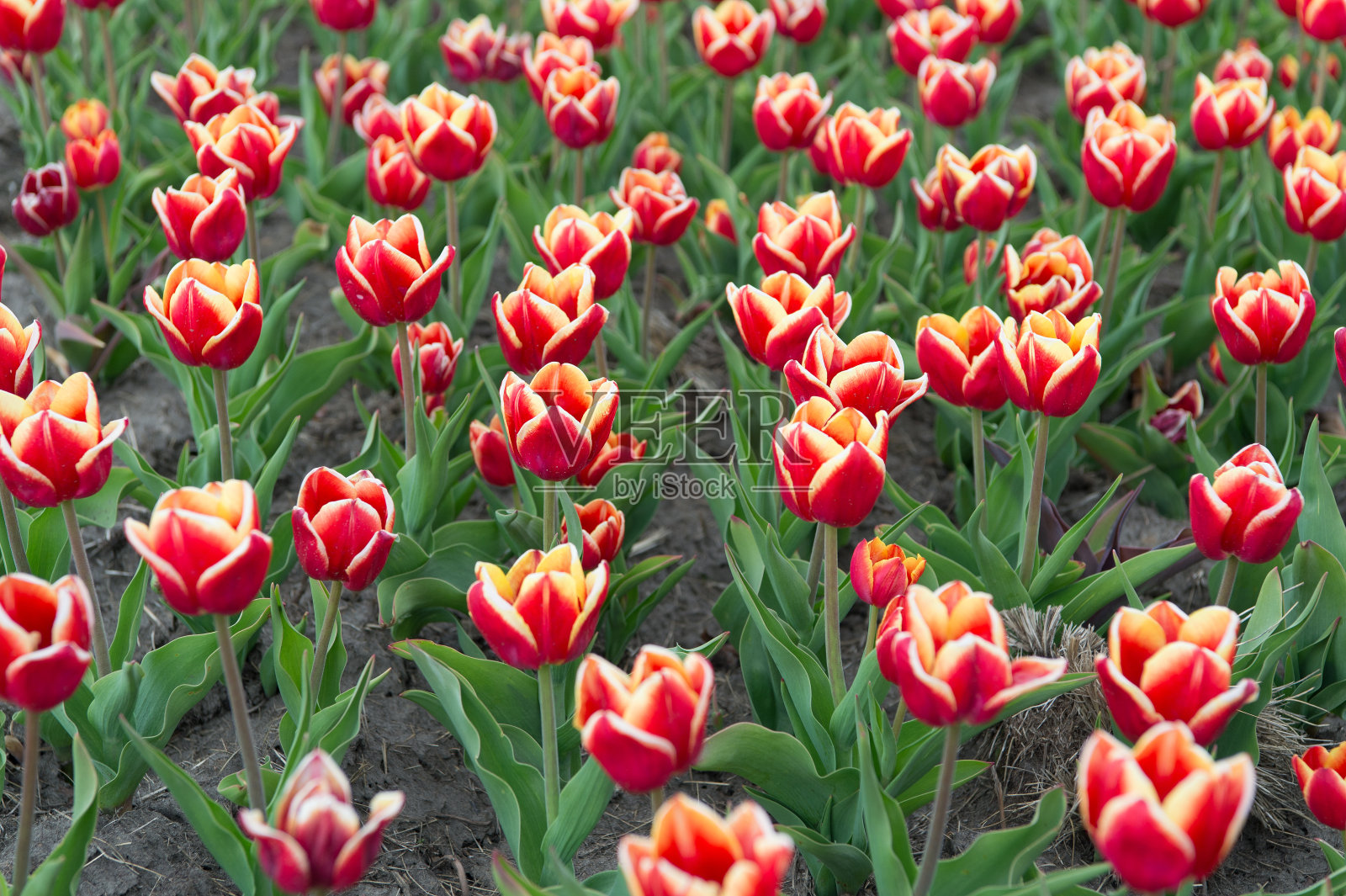 花专家。种植郁金香出售。商店里有很多花。郁金香在春天开花。明亮的郁金香花田。夏天的花田。园艺和植物种类。自然之美与清新照片摄影图片