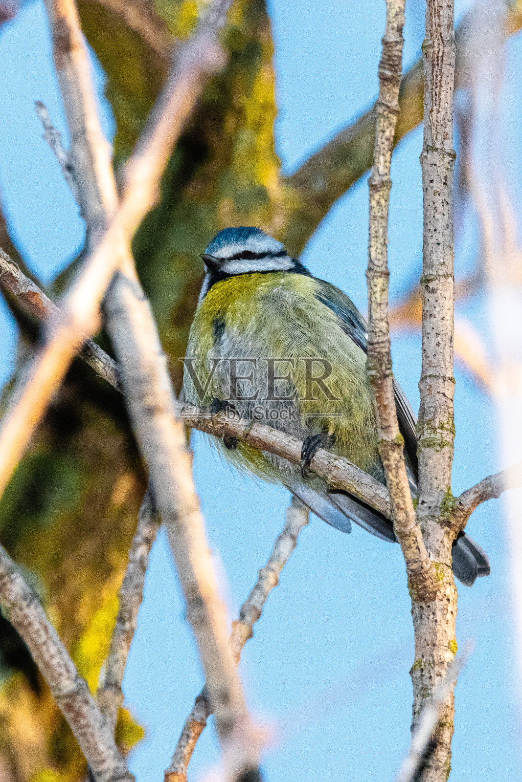 欧亚蓝山雀栖息在树枝上照片摄影图片
