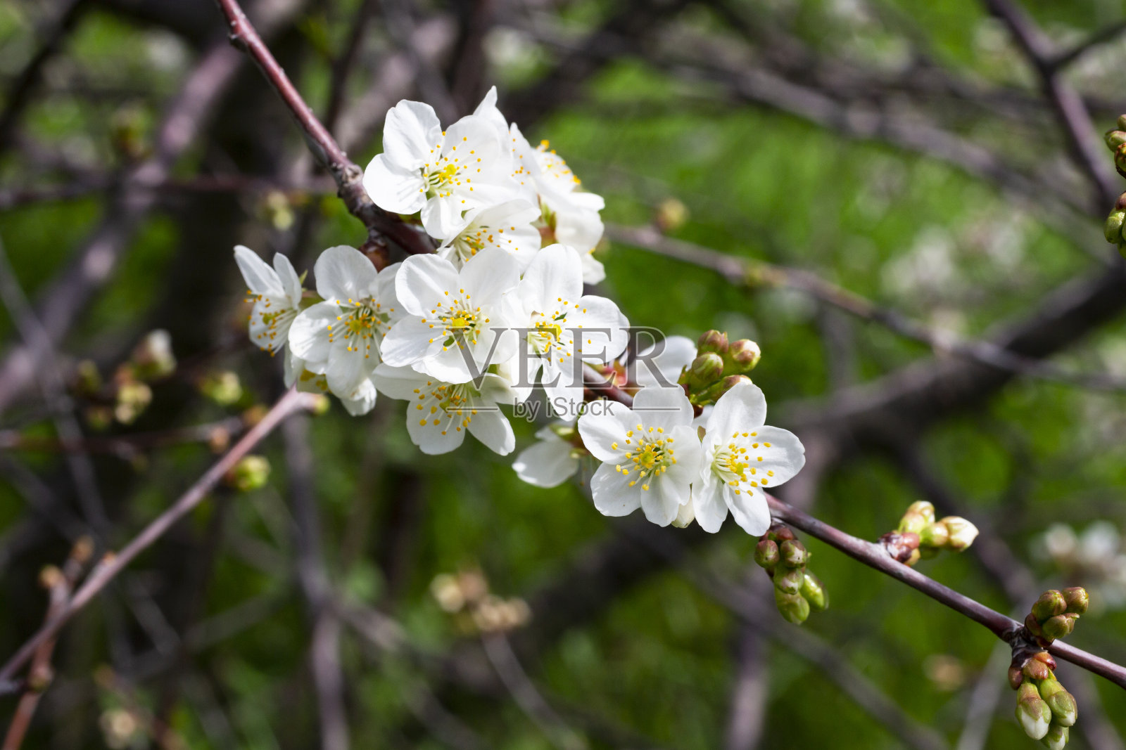 春天的花朵背景，抽象的花的边缘绿色的叶子和白色的花照片摄影图片