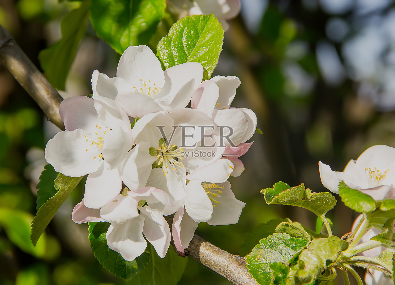 在绿色的背景上开花的梨的美丽的嫩枝。照片摄影图片