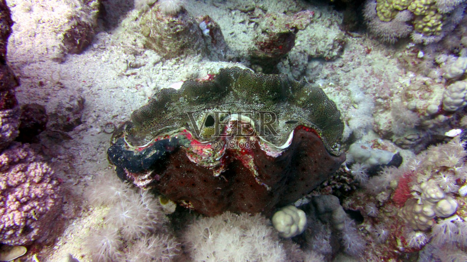 巨型蛤蜊壳照片摄影图片