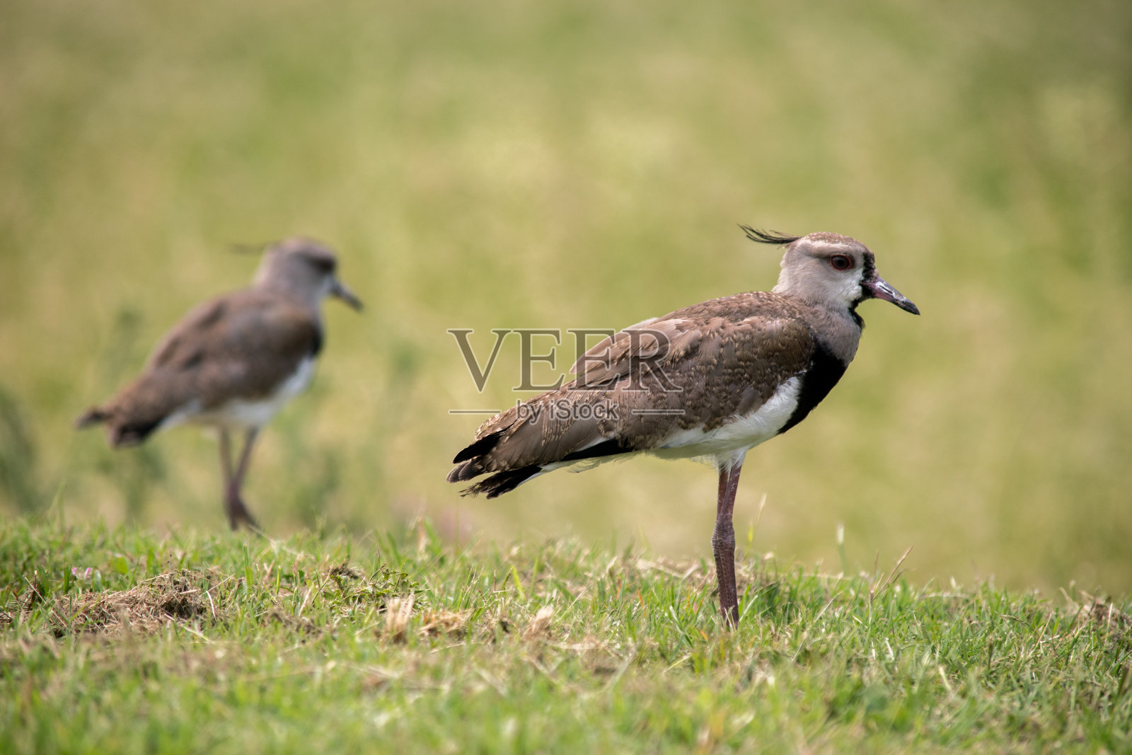 一对在战场上的泰罗照片摄影图片