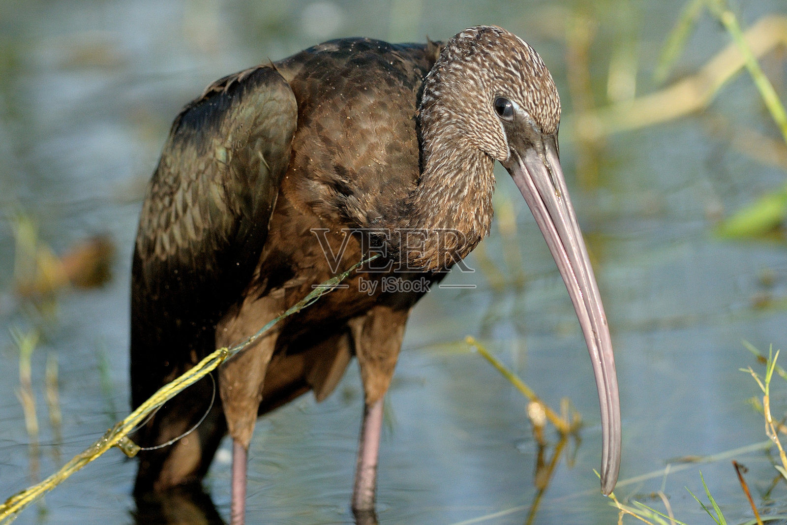 鸟脖子上的塑料照片摄影图片