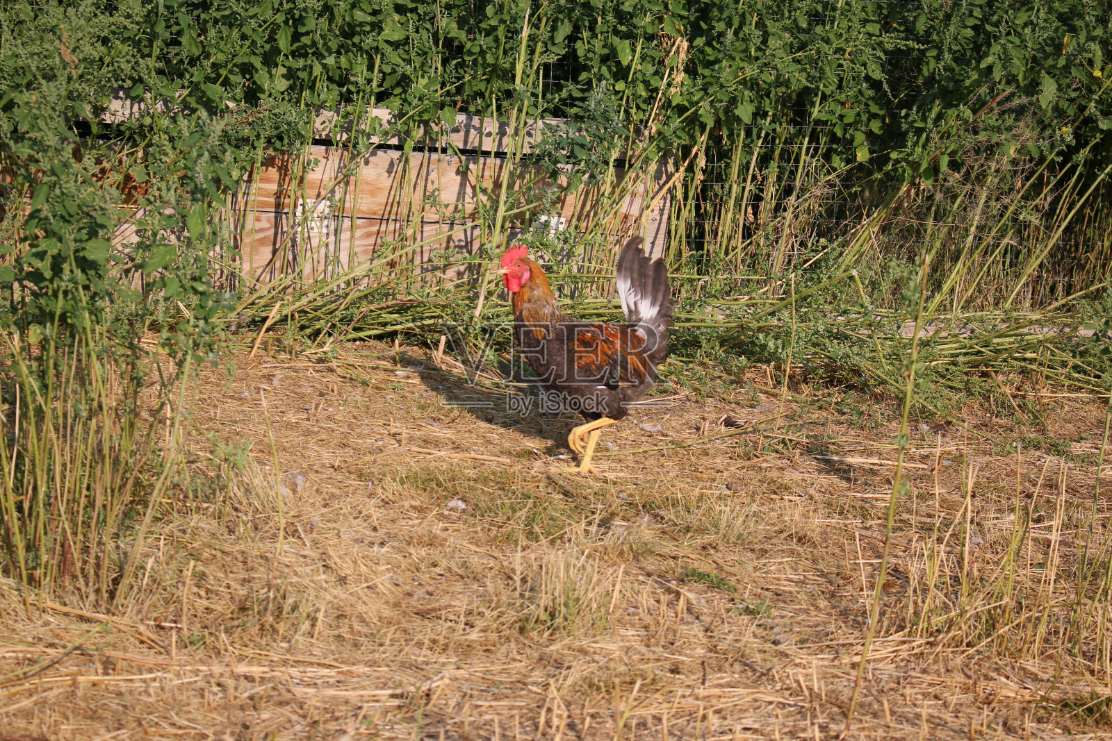 放养的鸡穿过棕色的干草照片摄影图片