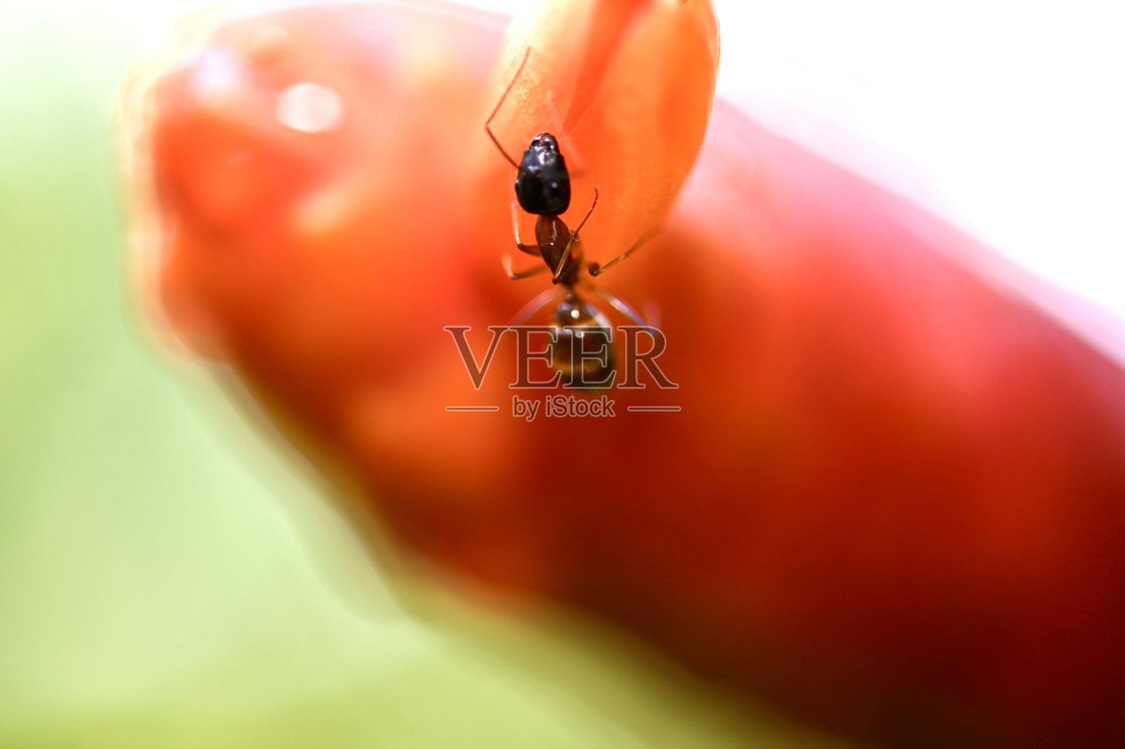 微距摄影照片摄影图片