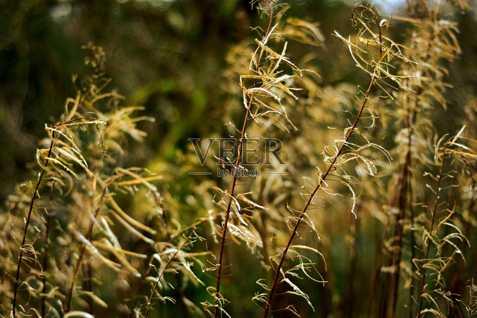 冬天老人的胡子照片摄影图片