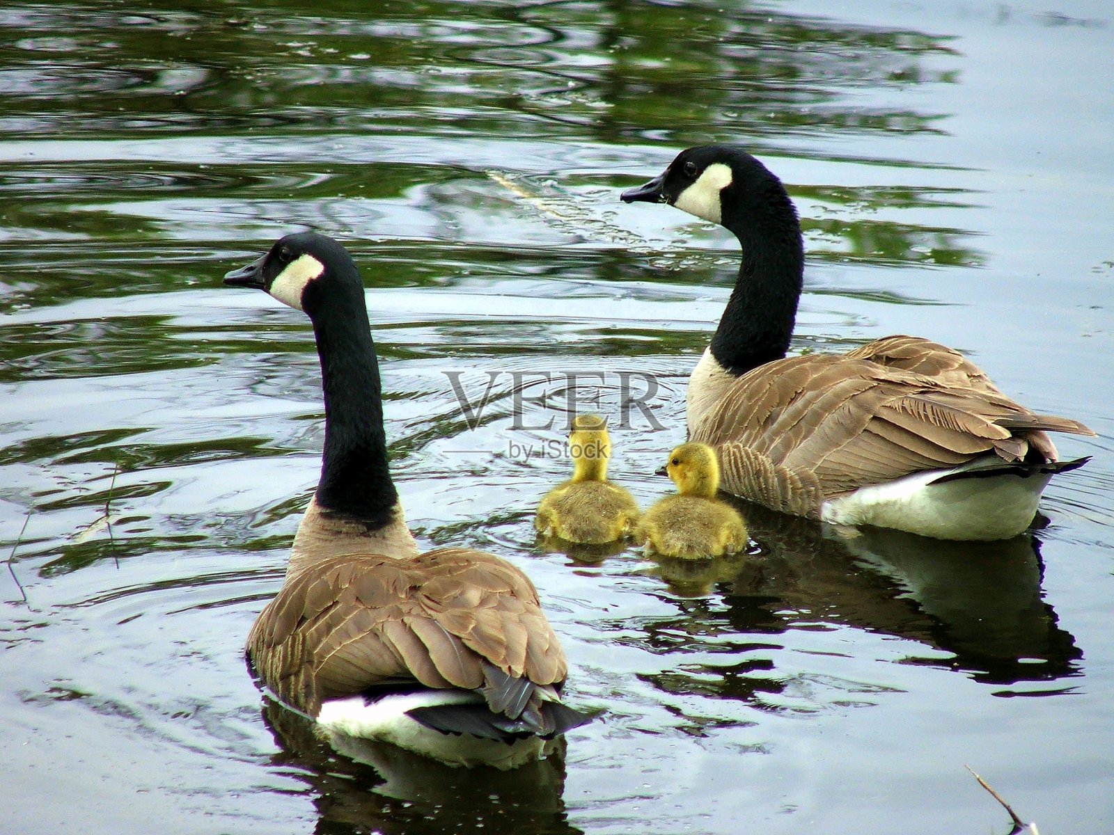 大雁一家在湖里游泳照片摄影图片