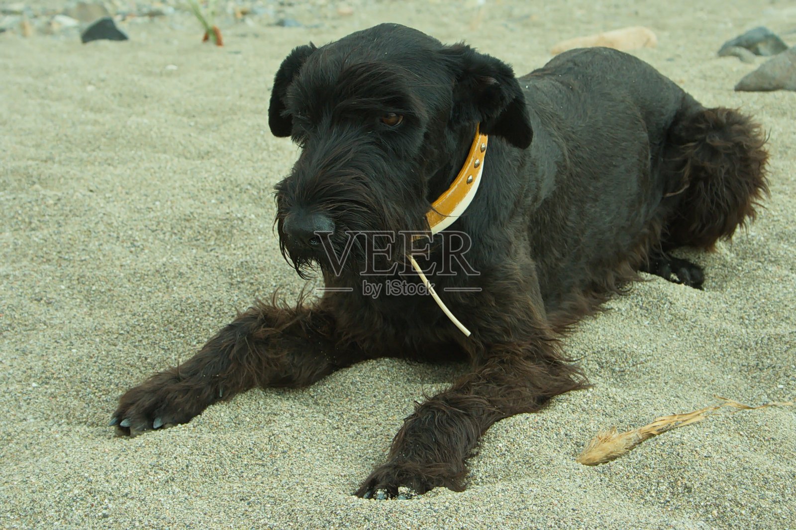 拉斯尼格拉斯海滩上的狗照片摄影图片