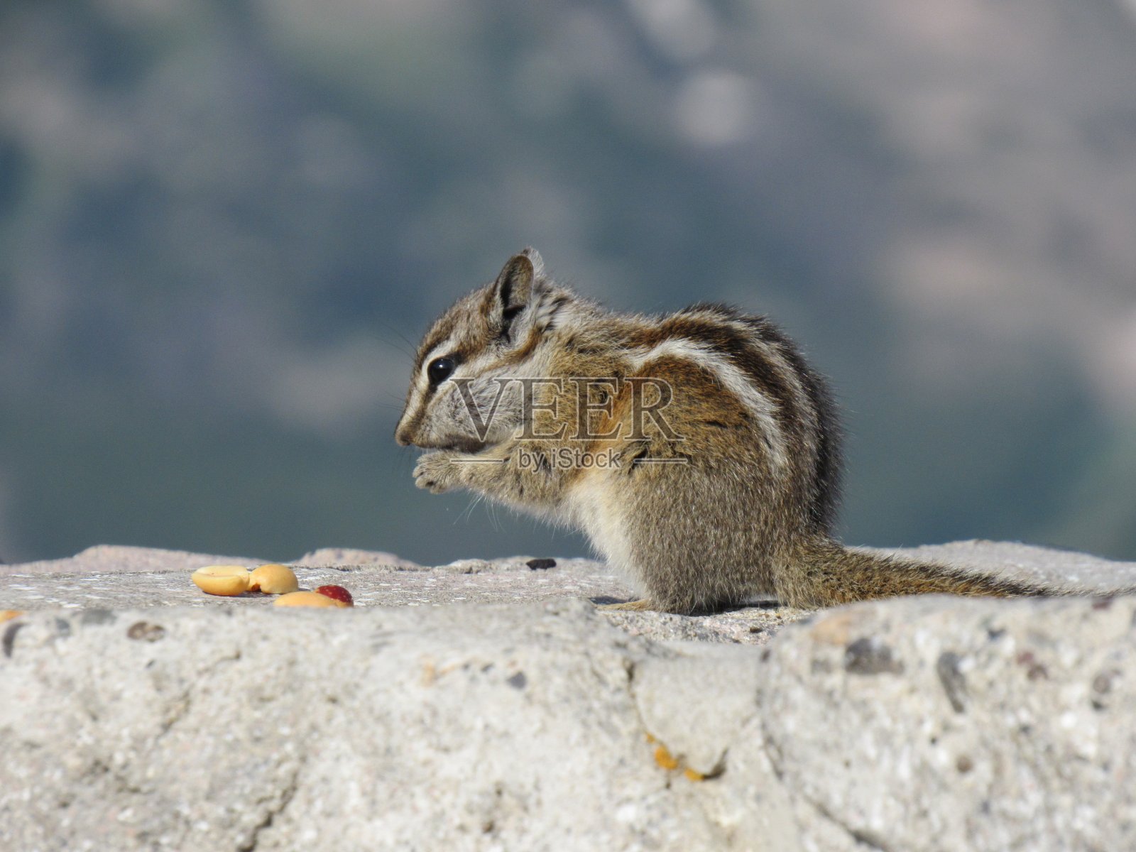 花栗鼠吃坚果照片摄影图片