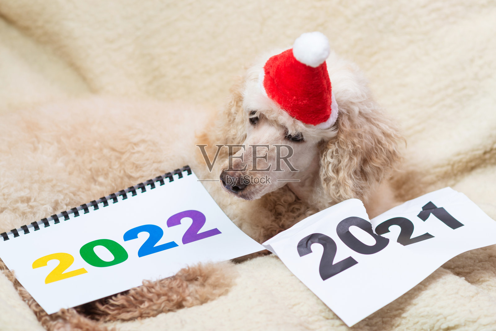 冒犯性的2022年概念：贵宾犬戴着新年帽躺在沙发上照片摄影图片