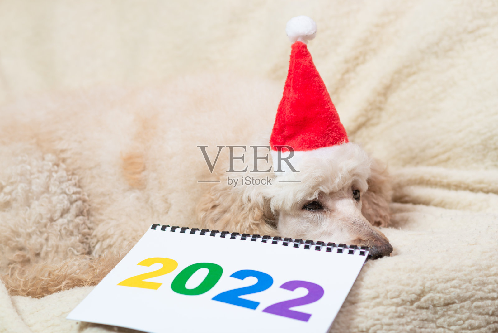 2022数字与沙发上疲惫的狗照片摄影图片