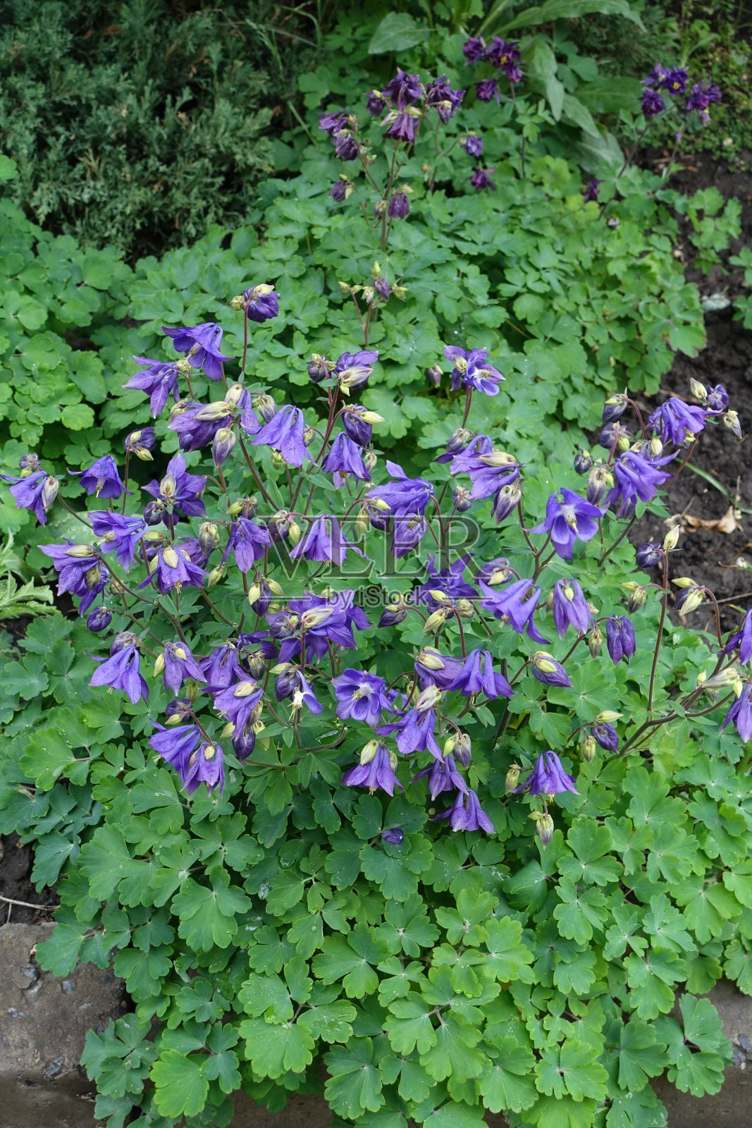 五月，紫色的秋麒麟开了花照片摄影图片