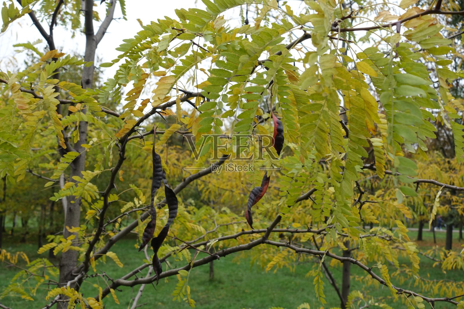 绿黄色的秋叶和十月蜜槐树的种子荚照片摄影图片