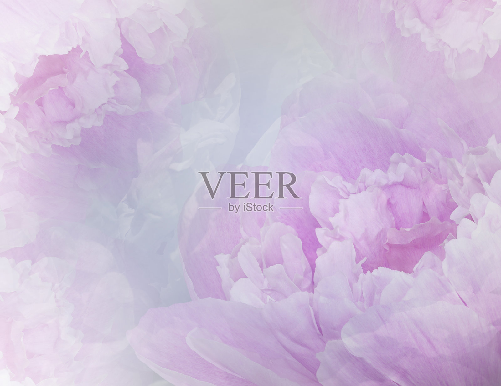 花紫色牡丹。花的背景。花瓣牡丹。特写镜头。大自然。照片摄影图片