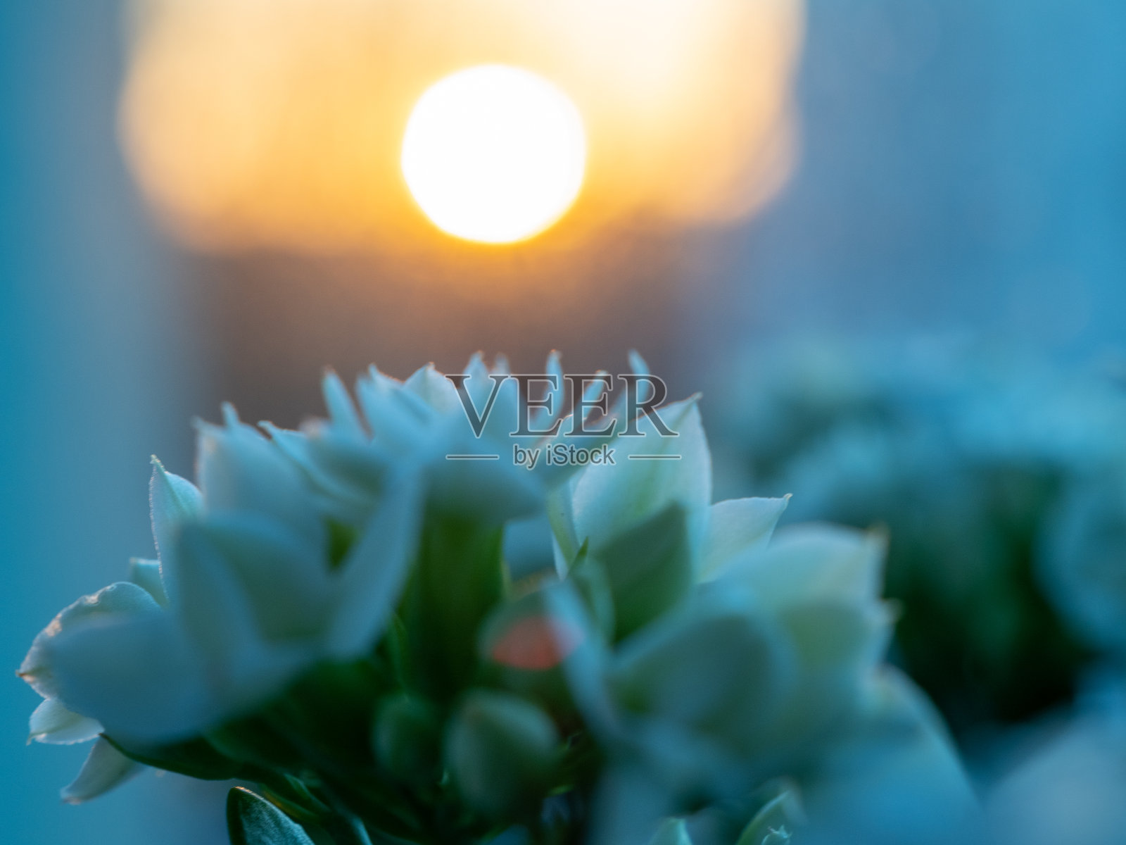 白花在日落时分绽放照片摄影图片