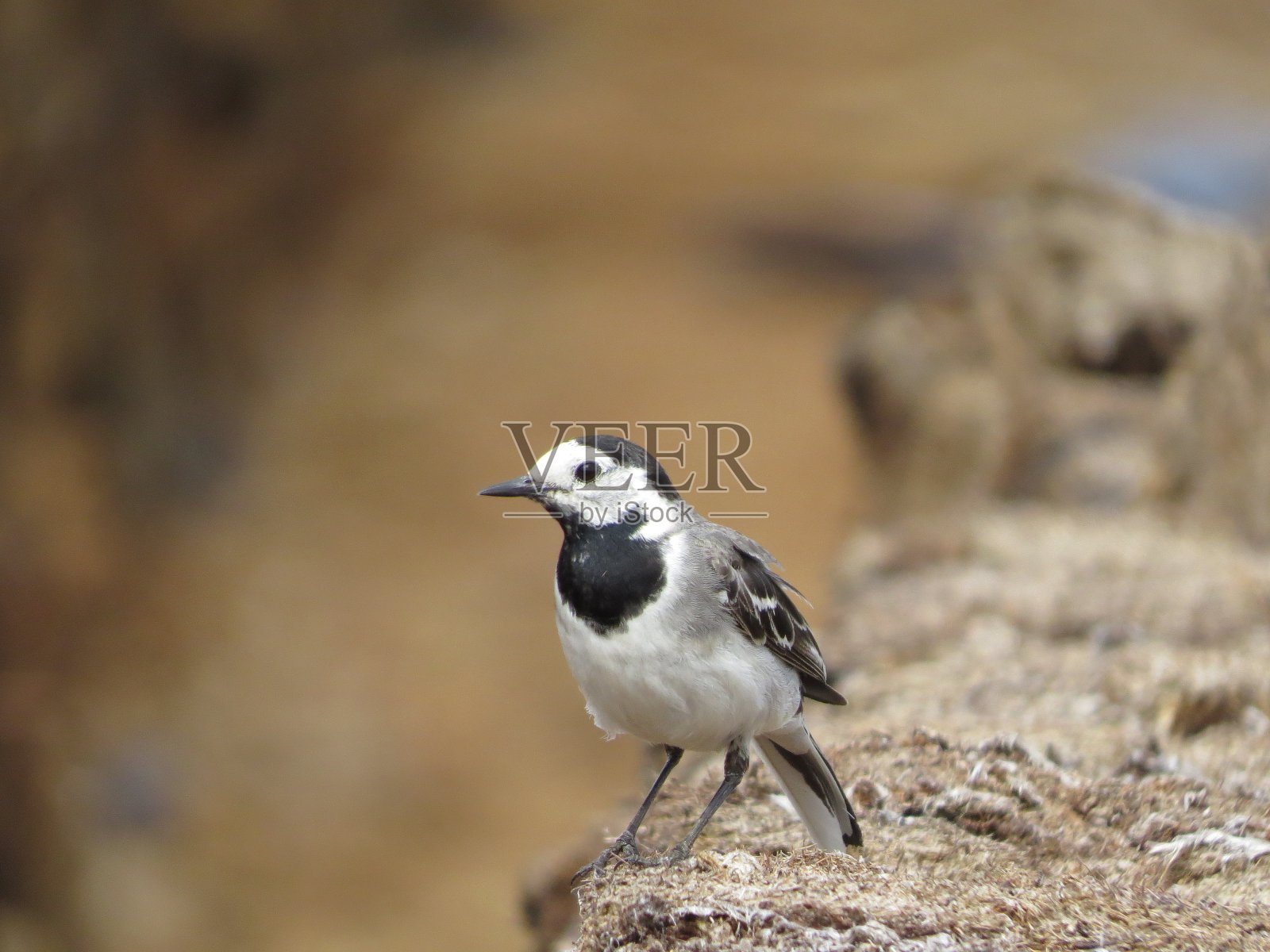 鸟在风景如画的地方照片摄影图片
