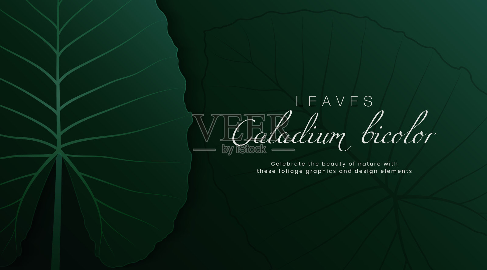 热带自然绿色卡拉叶模板背景与空间为您的文本。复古风格的色调纹理设计。适合海报，封面，横幅，宣传册，网站，传单，演示文稿，广告插画图片素材