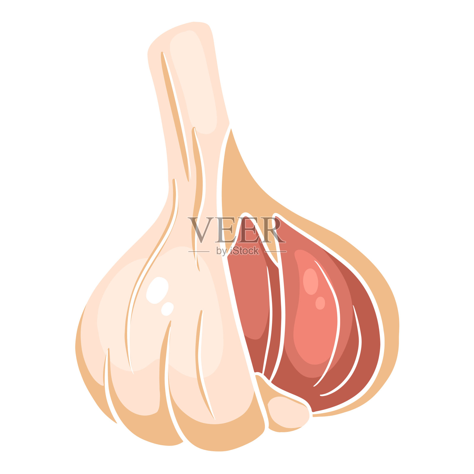 新鲜大蒜。头大蒜。厨房的蔬菜原料。插画图片素材