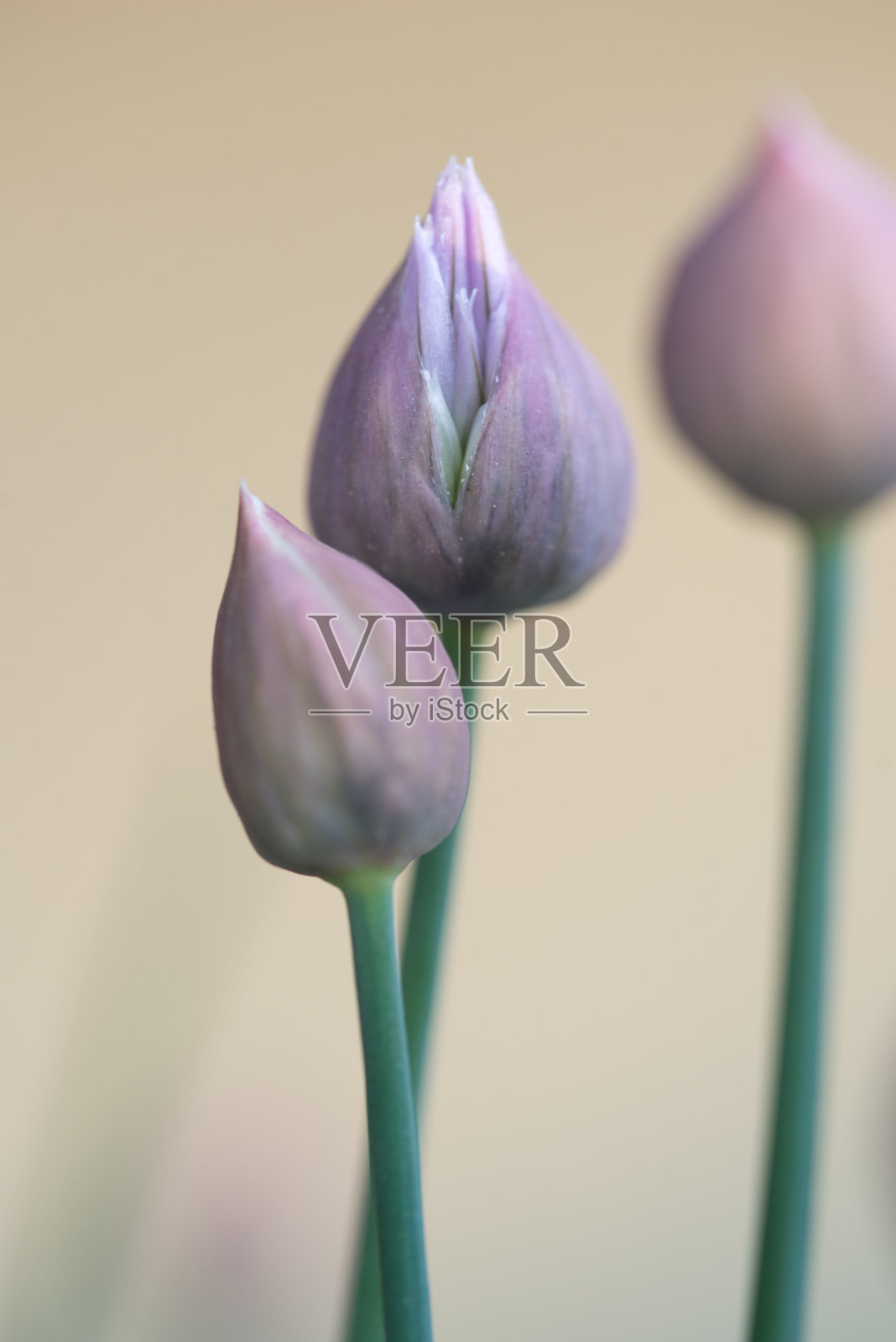 年轻新鲜的韭菜芽香料照片摄影图片